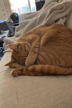 A cat photo in a chat